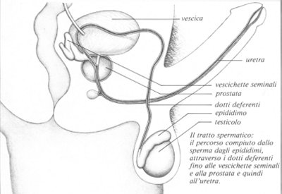 prostata.jpg (20082 byte)